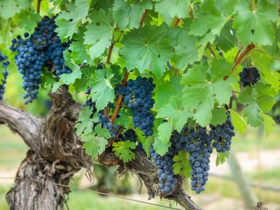 El volumen de comercialización de vino DOC Rioja es el mismo que hace 20 años