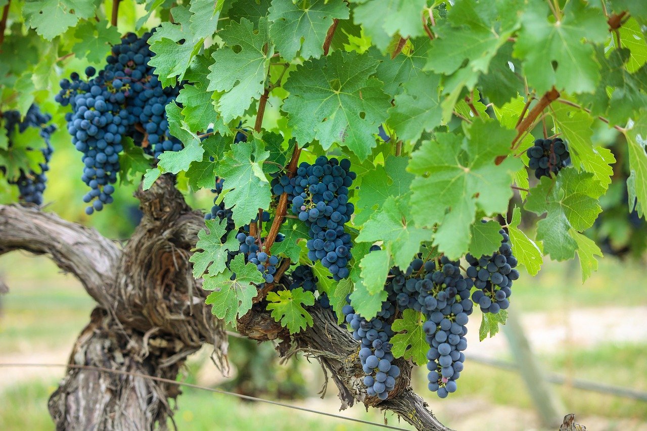 The volume of DOC Rioja wine marketed is the same as 20 years ago