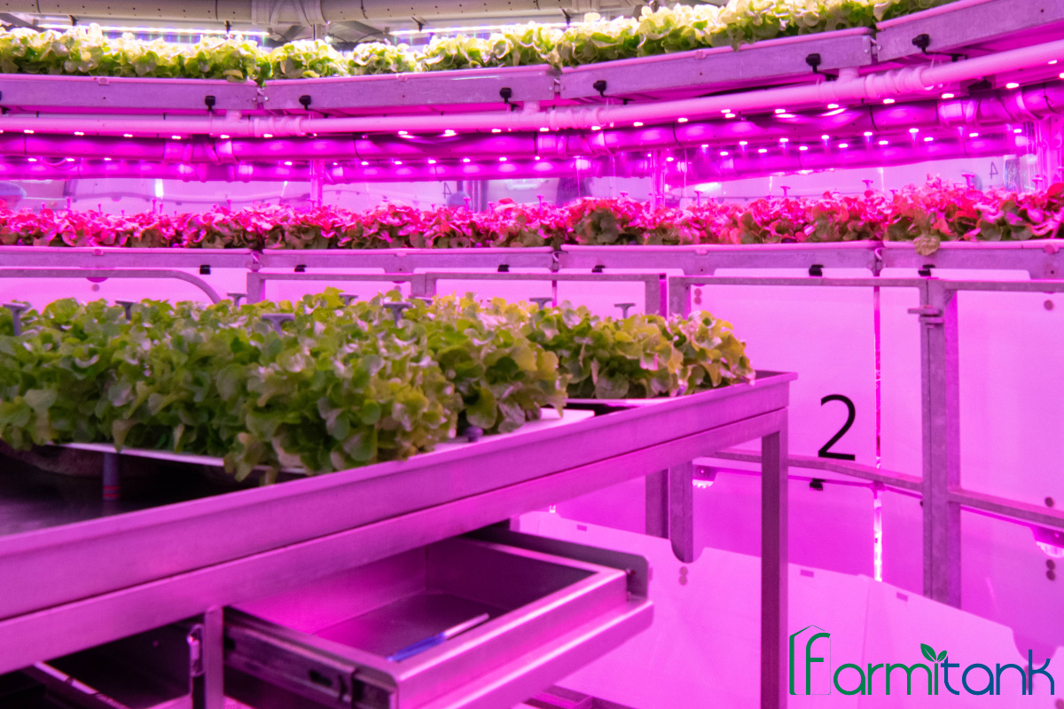 Agricultura Vertical: Innovación para un Futuro Sostenible