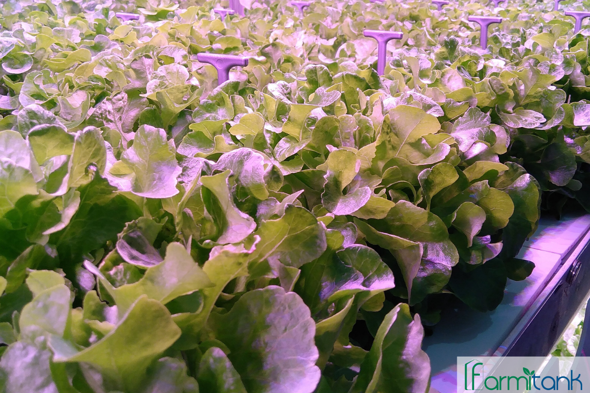 Laitue durable avec Farmitank : rendements plus élevés, moindre consommation de ressources et réduction de l'impact sur l'environnement