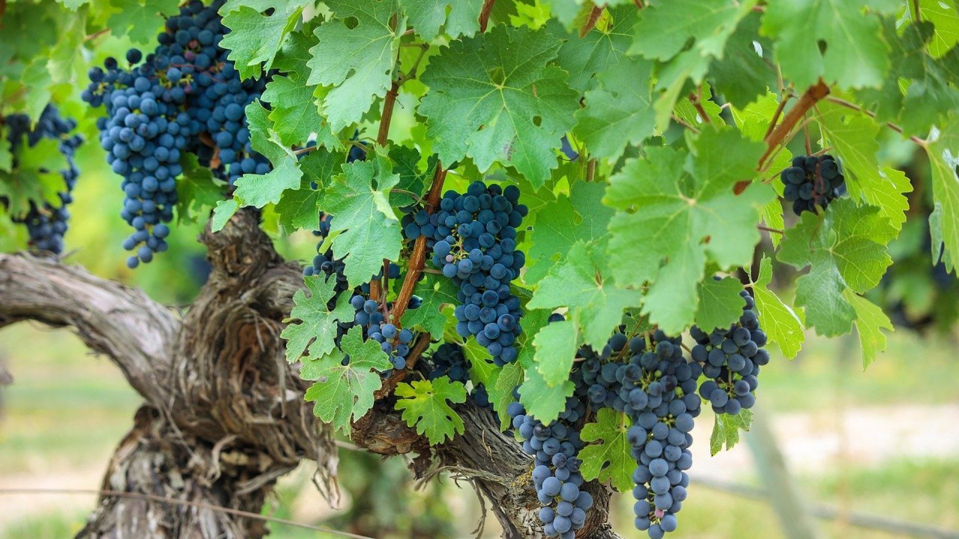 El volumen de comercialización de vino DOC Rioja es el mismo que hace 20 años